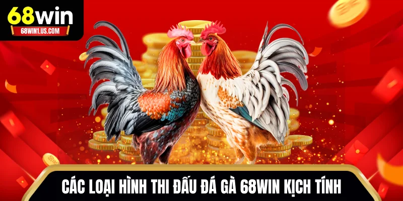 Đá Gà 68WIN – Livestream Sắc Nét Từ Trường Gà Quốc Tế 2 Các loại hình thi đấu đá gà 68WIN kịch tính không thể bỏ lỡ
